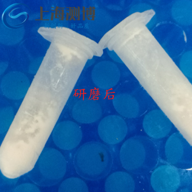 使用多樣品組織研磨儀研磨老鼠血管后是什么效果？